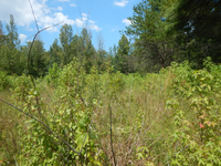 GRSM Accuracy Assessment. Plot Code: GRSM_AA_0719_2