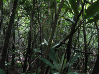 GRSM Accuracy Assessment. Plot Code: GRSM_AA_0375