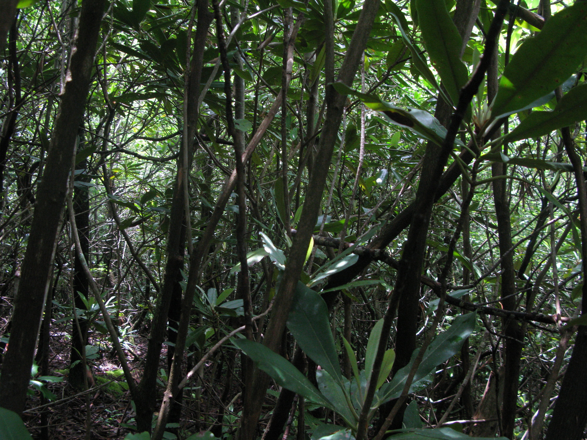 GRSM Accuracy Assessment. Plot Code: GRSM_AA_0375