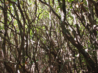 GRSM Accuracy Assessment. Plot Code: GRSM_AA_0312_5