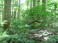 GRSM Accuracy Assessment. Plot Code: GRSM_AA_0293_3