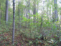 GRSM Accuracy Assessment. Plot Code: GRSM_AA_0288_6