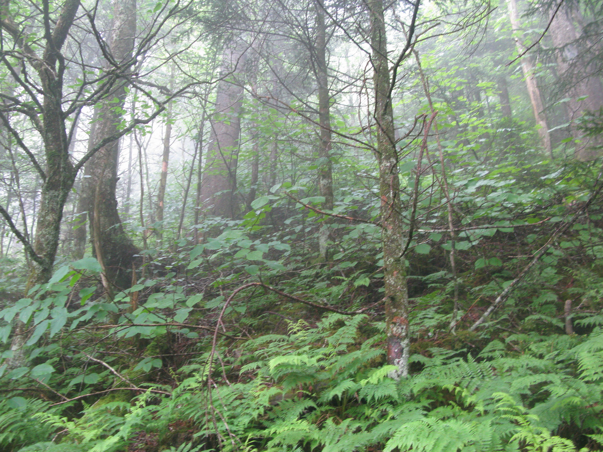 GRSM Accuracy Assessment. Plot Code: GRSM_AA_0360_6