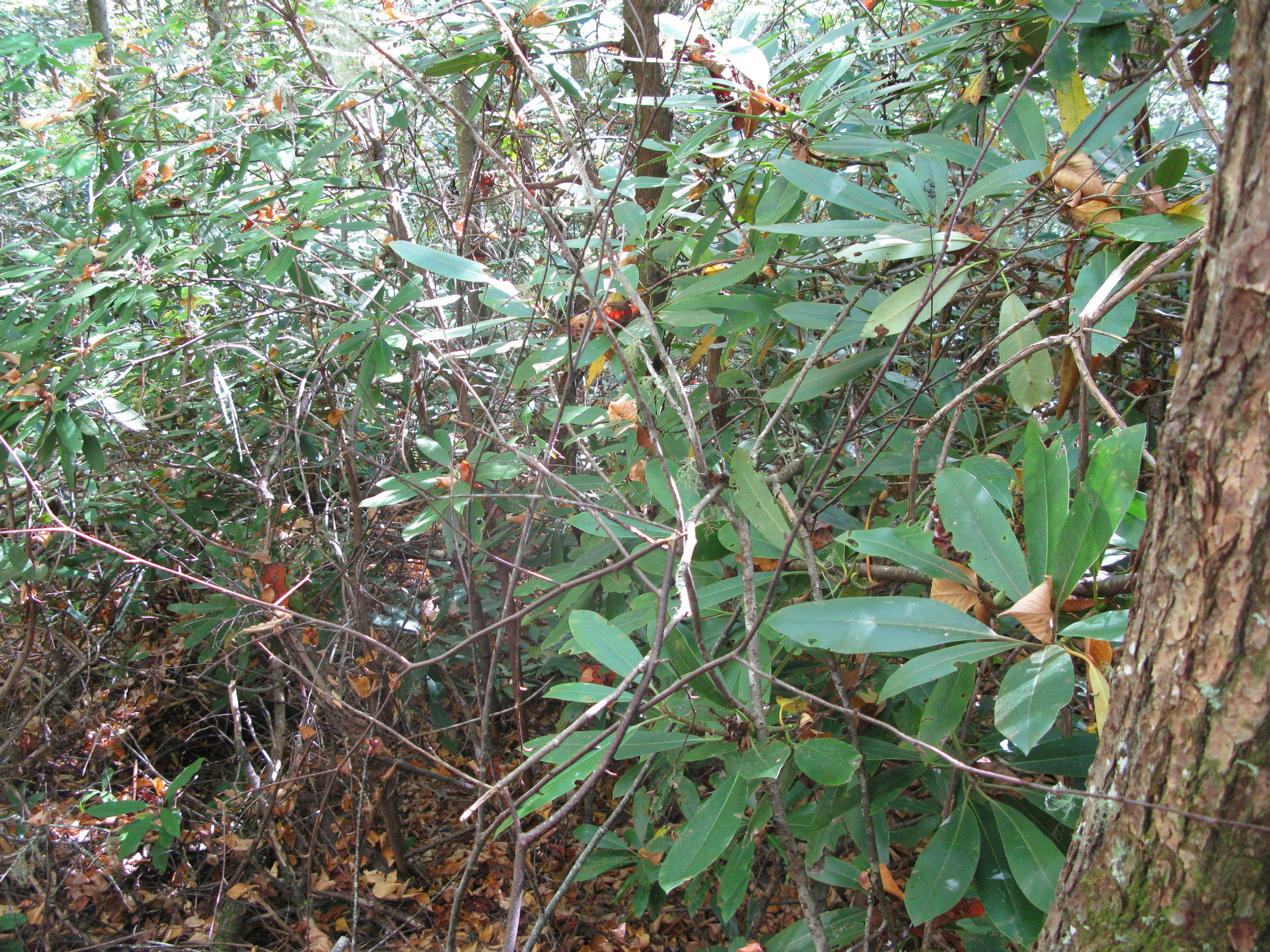 GRSM Accuracy Assessment. Plot Code: GRSM_AA_0063_3