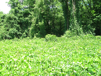 GRSM Accuracy Assessment. Plot Code: GRSM_AA_0918_3