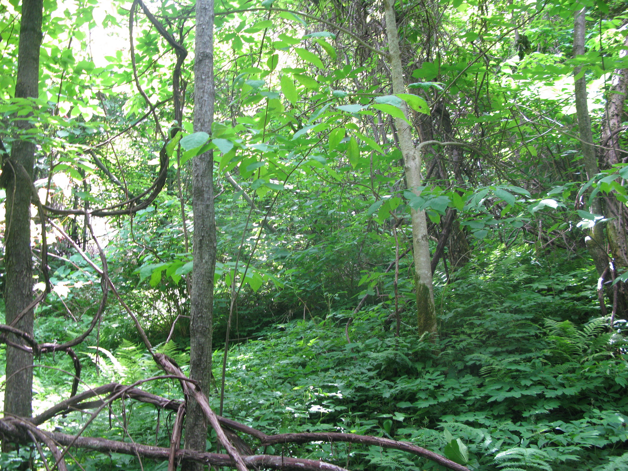 GRSM Accuracy Assessment. Plot Code: GRSM_AA_0738_4