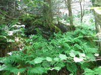 GRSM Accuracy Assessment. Plot Code: GRSM_AA_0101_4