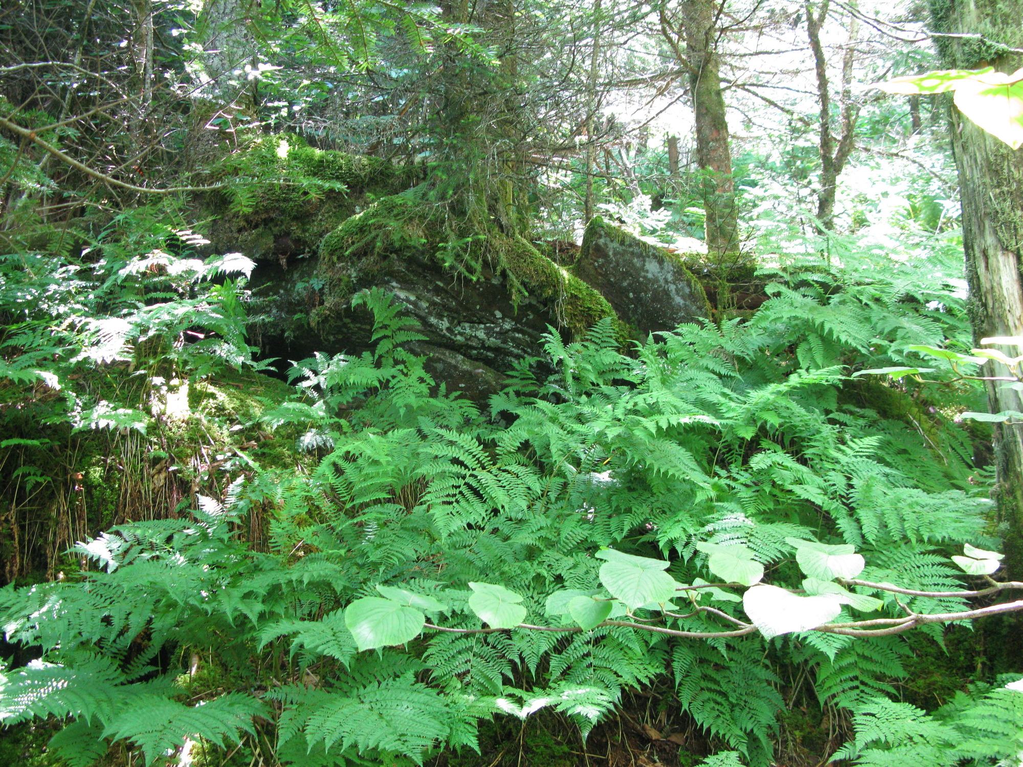 GRSM Accuracy Assessment. Plot Code: GRSM_AA_0101_4