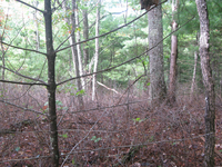 GRSM Accuracy Assessment. Plot Code: GRSM_AA_0609_5