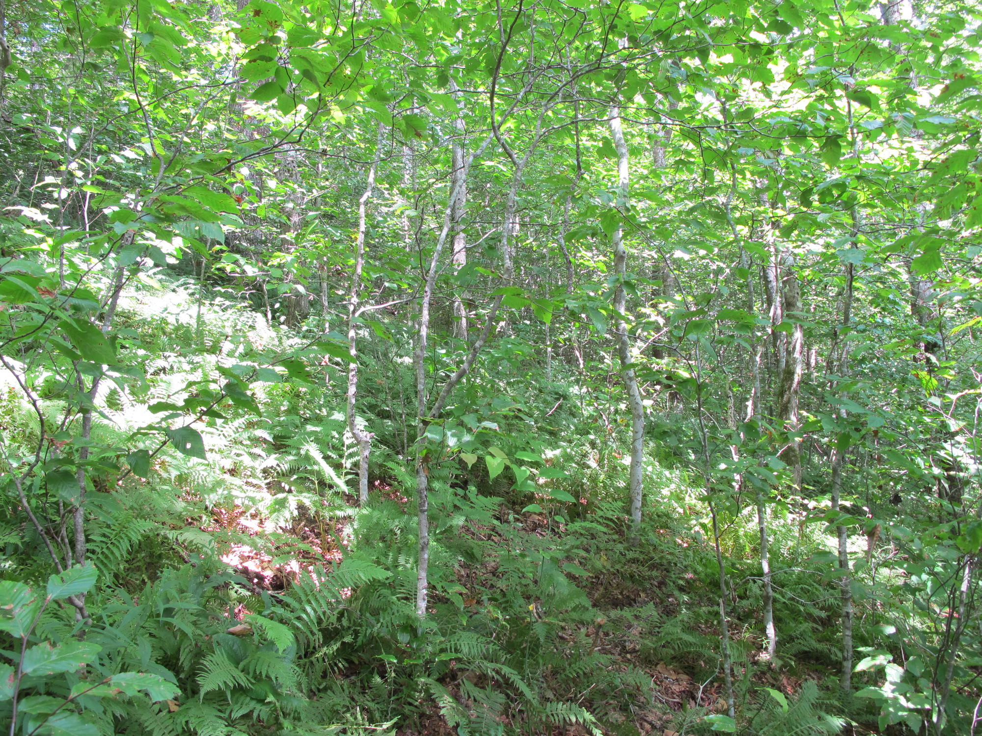 GRSM Accuracy Assessment. Plot Code: GRSM_AA_0891_2