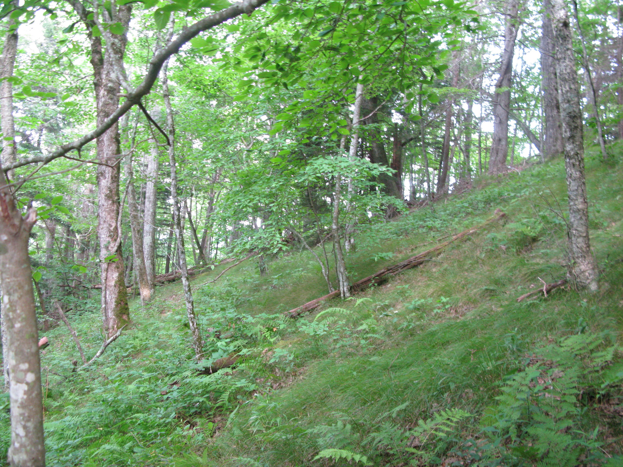 GRSM Accuracy Assessment. Plot Code: GRSM_AA_0019_5