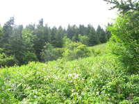 GRSM Accuracy Assessment. Plot Code: GRSM_AA_0628_6