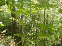 GRSM Accuracy Assessment. Plot Code: GRSM_AA_0193_4