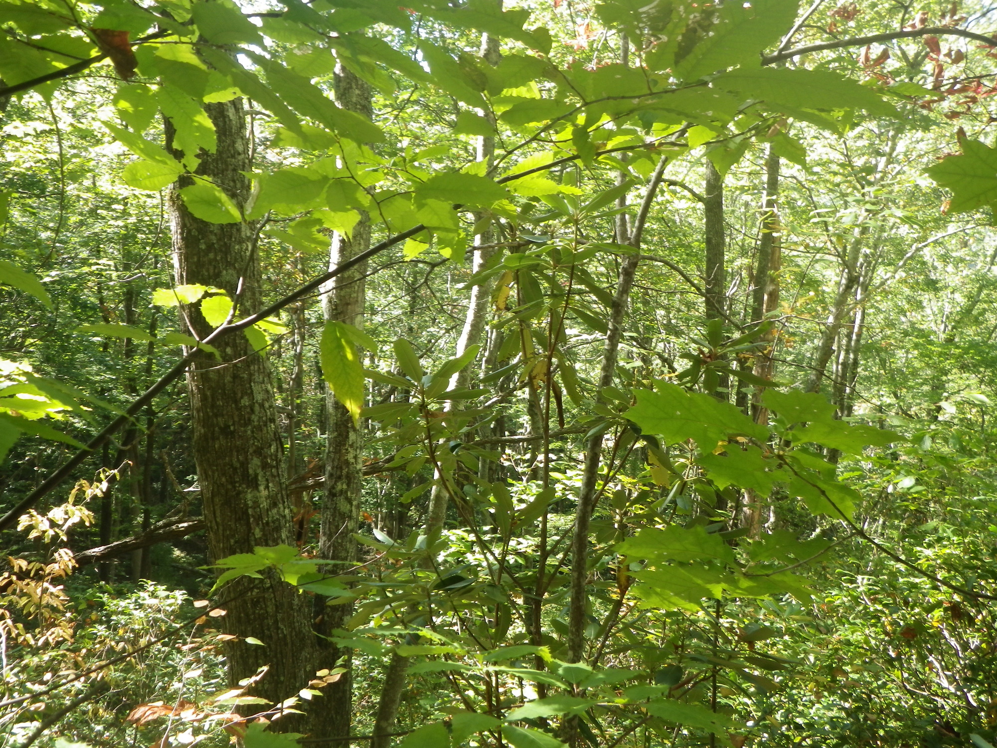 GRSM Accuracy Assessment. Plot Code: GRSM_AA_0193_4