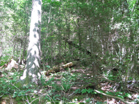 GRSM Accuracy Assessment. Plot Code: GRSM_AA_0094_3