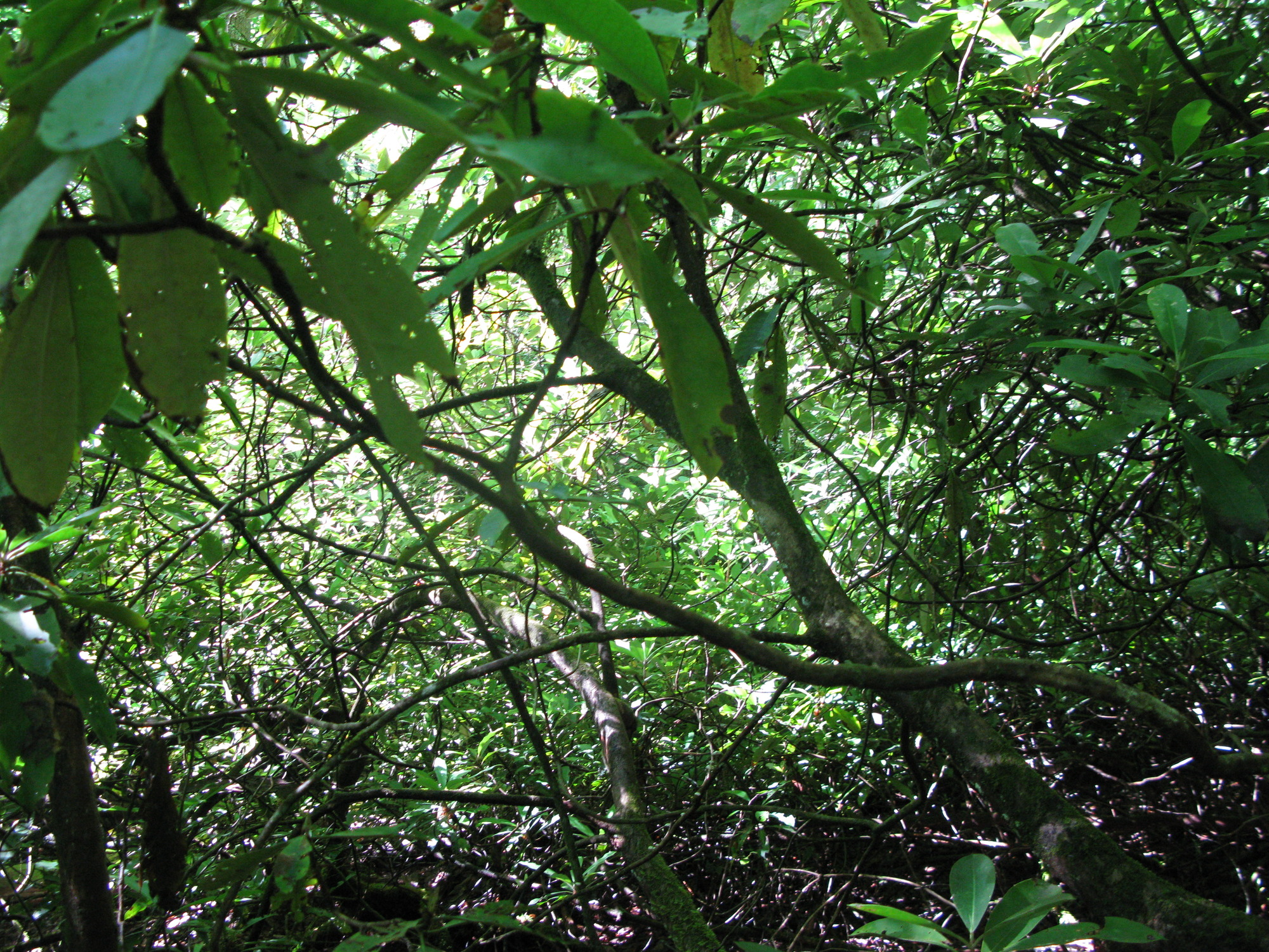 GRSM Accuracy Assessment. Plot Code: GRSM_AA_0860_4