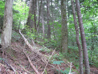 GRSM Accuracy Assessment. Plot Code: GRSM_AA_0281_4