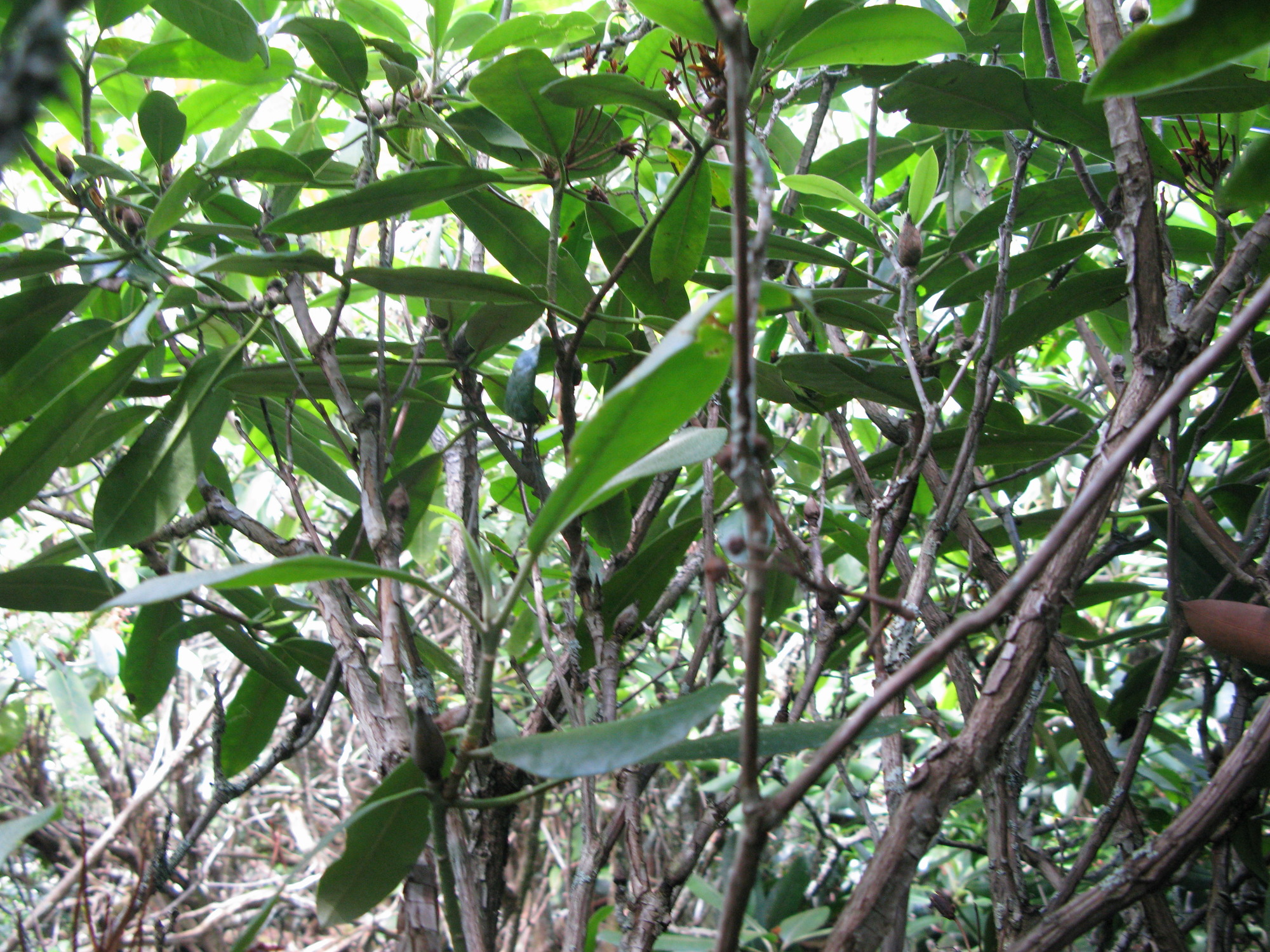 GRSM Accuracy Assessment. Plot Code: GRSM_AA_0313_5