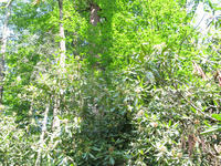 GRSM Accuracy Assessment. Plot Code: GRSM_AA_0796_3