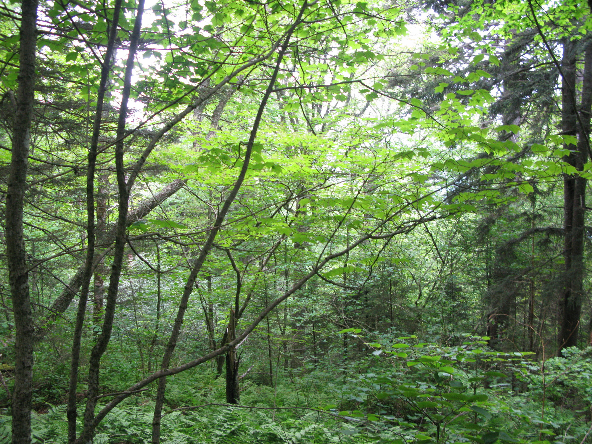 GRSM Accuracy Assessment. Plot Code: GRSM_AA_0107_6