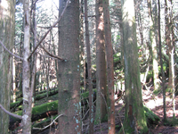 GRSM Accuracy Assessment. Plot Code: GRSM_AA_0061_5