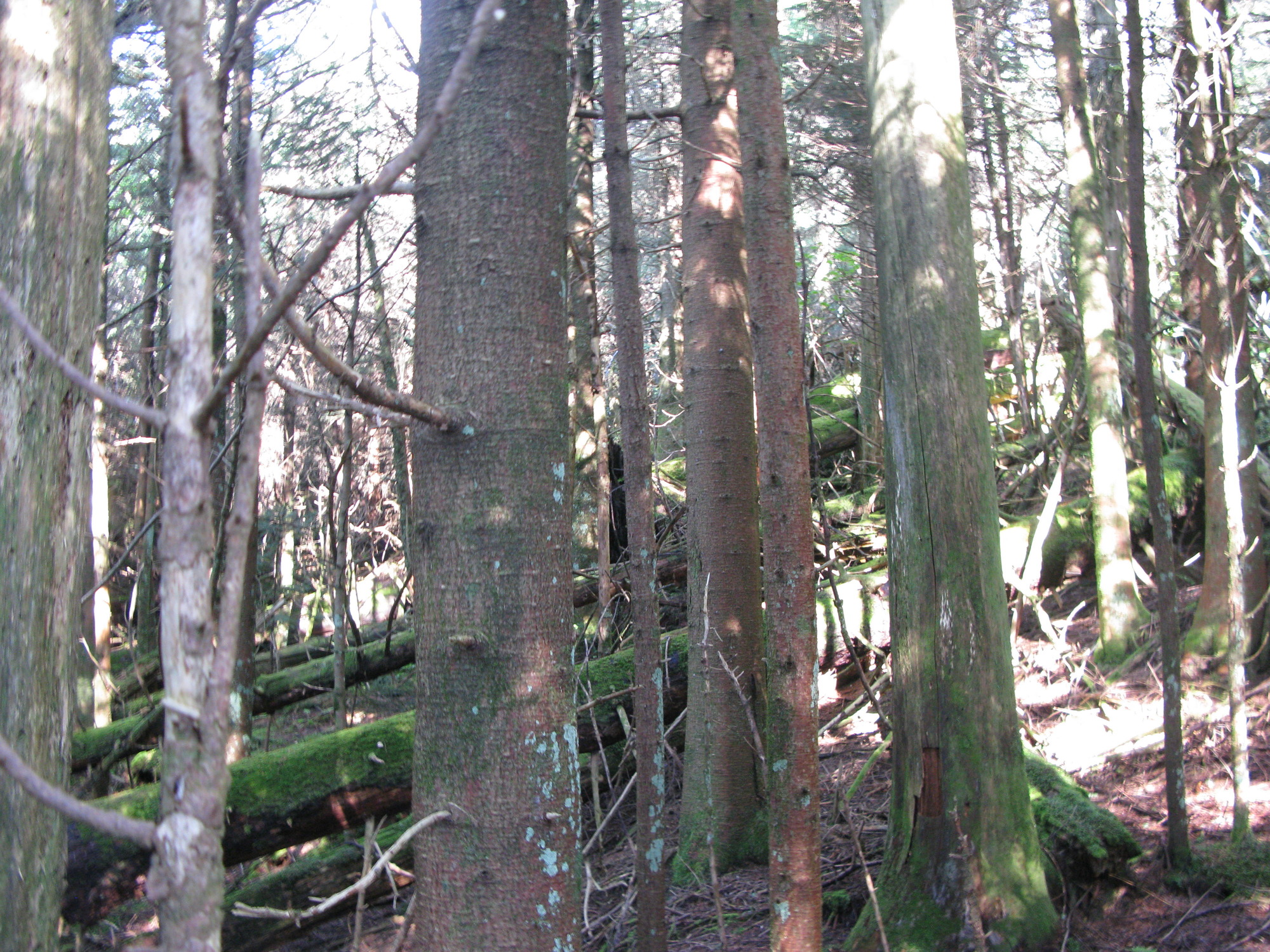 GRSM Accuracy Assessment. Plot Code: GRSM_AA_0061_5