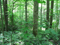 Plot Code: GRSM_AA_0604_4