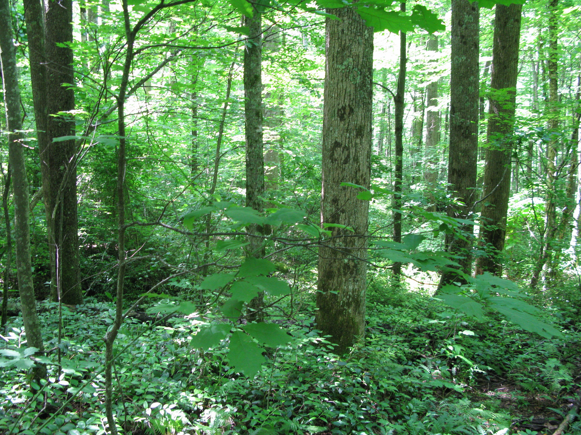 Plot Code: GRSM_AA_0604_4