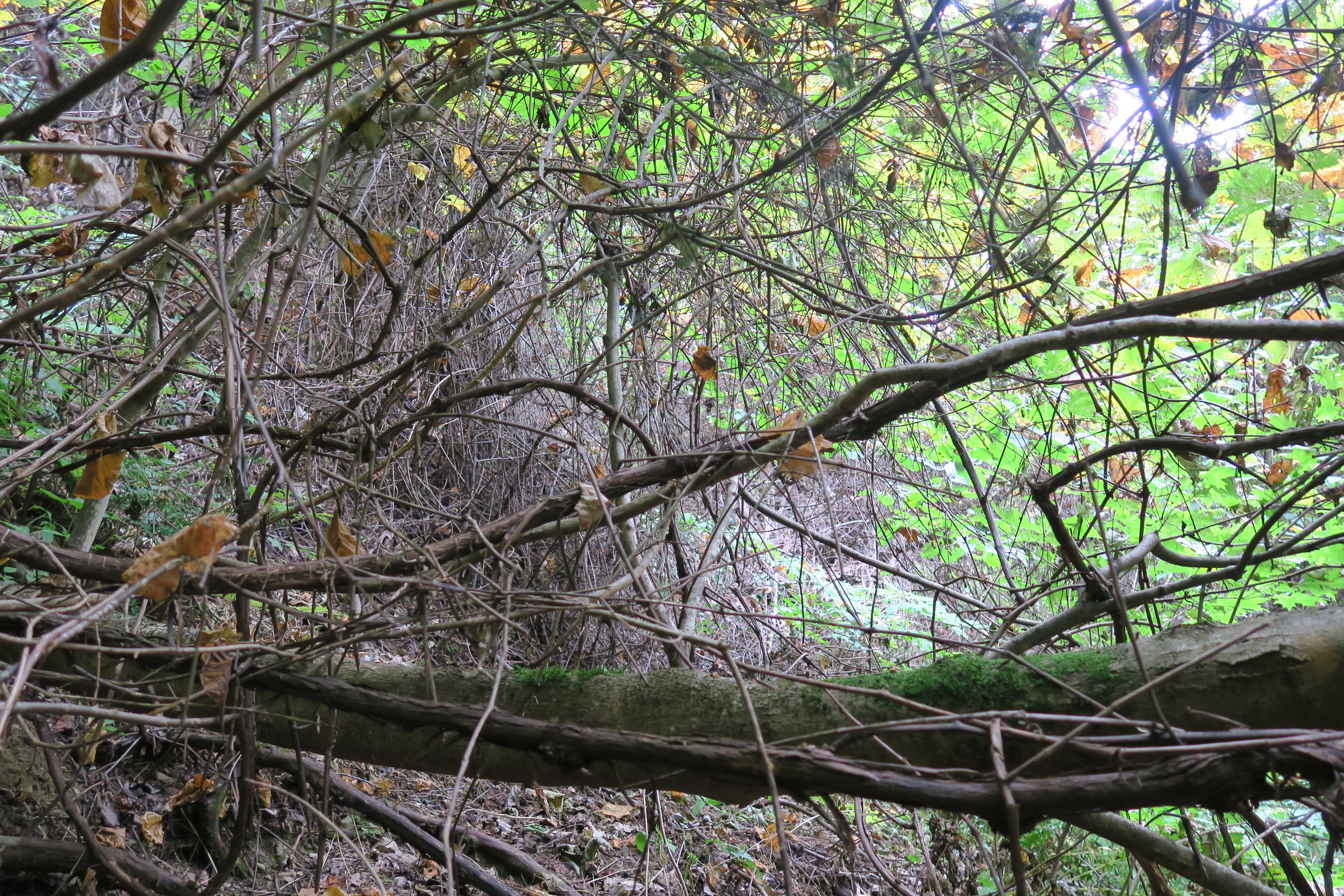 GRSM Accuracy Assessment. Plot Code: GRSM_AA_0765_5