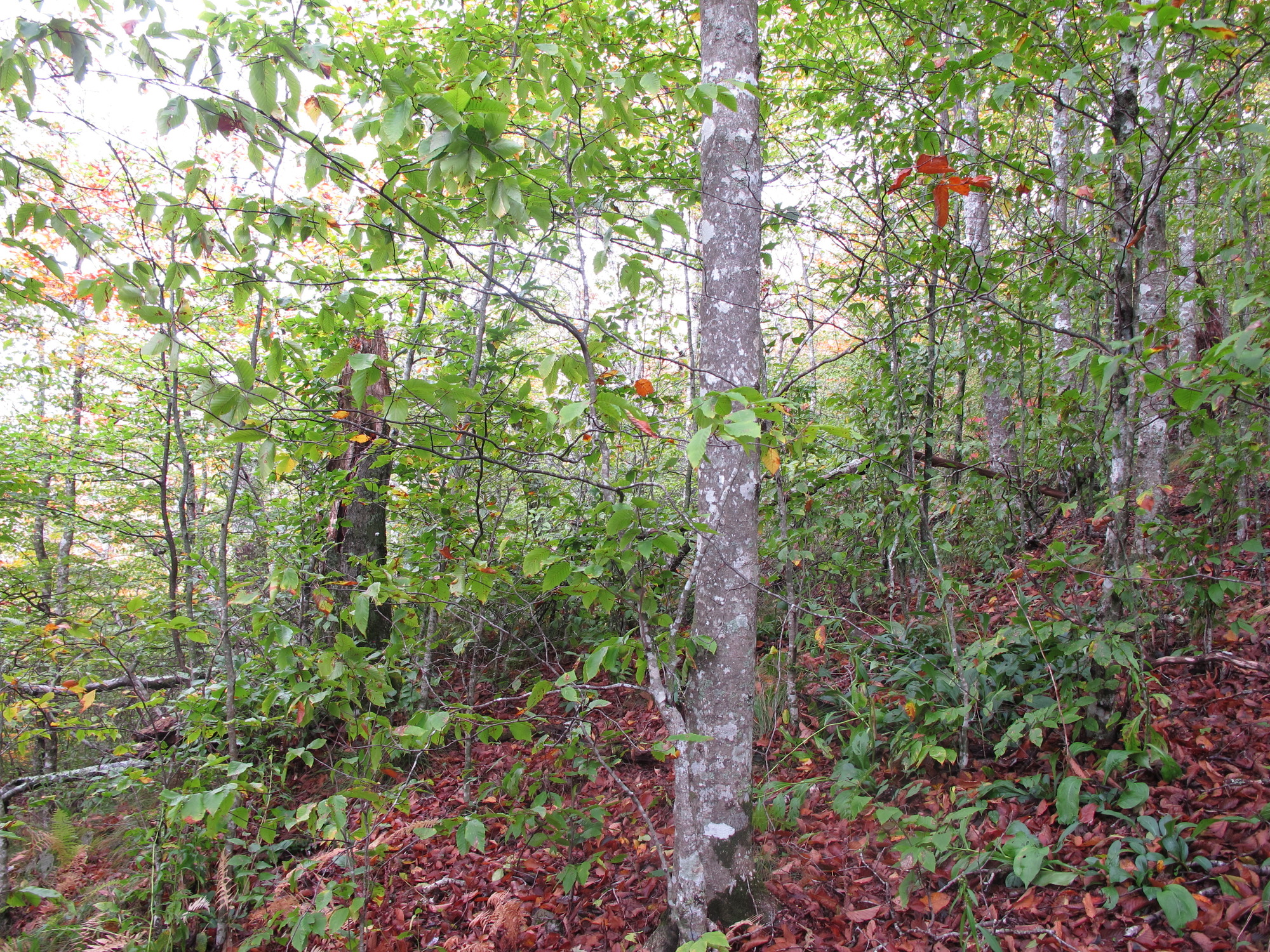 GRSM Accuracy Assessment. Plot Code: GRSM_AA_0039_6