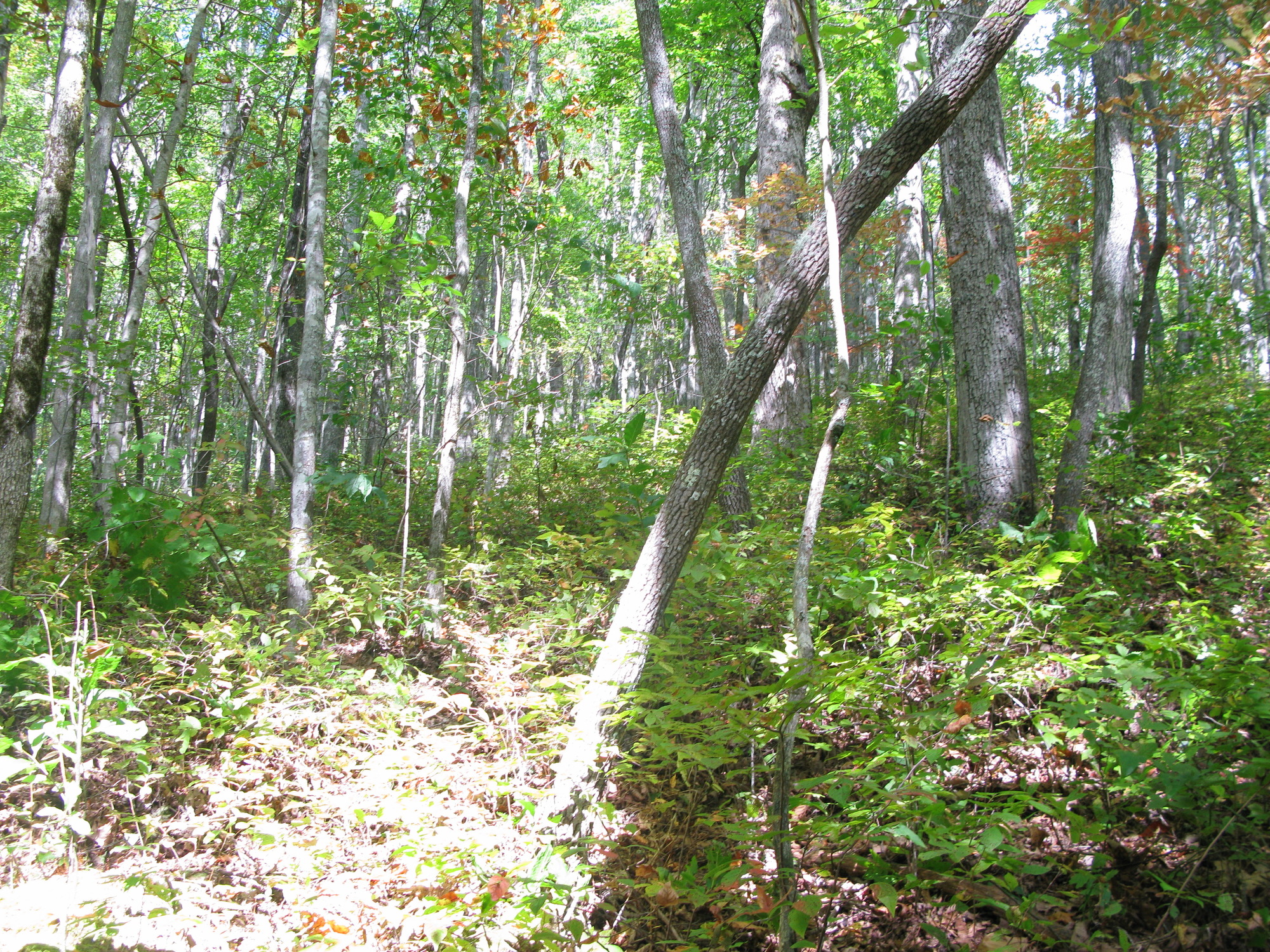 GRSM Accuracy Assessment. Plot Code: GRSM_AA_0038_2