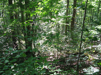 GRSM Accuracy Assessment. Plot Code: GRSM_AA_0159_5