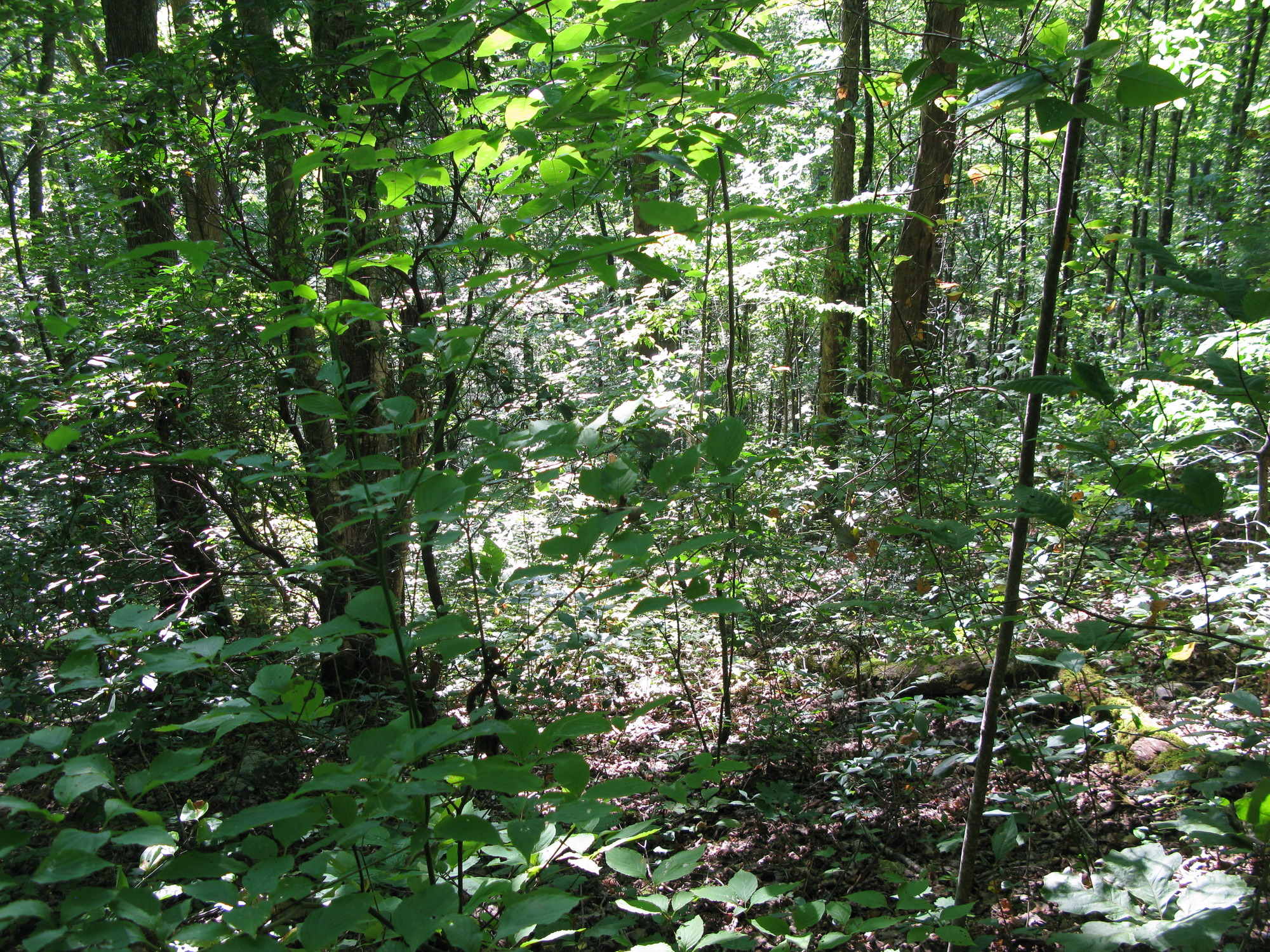 GRSM Accuracy Assessment. Plot Code: GRSM_AA_0159_5