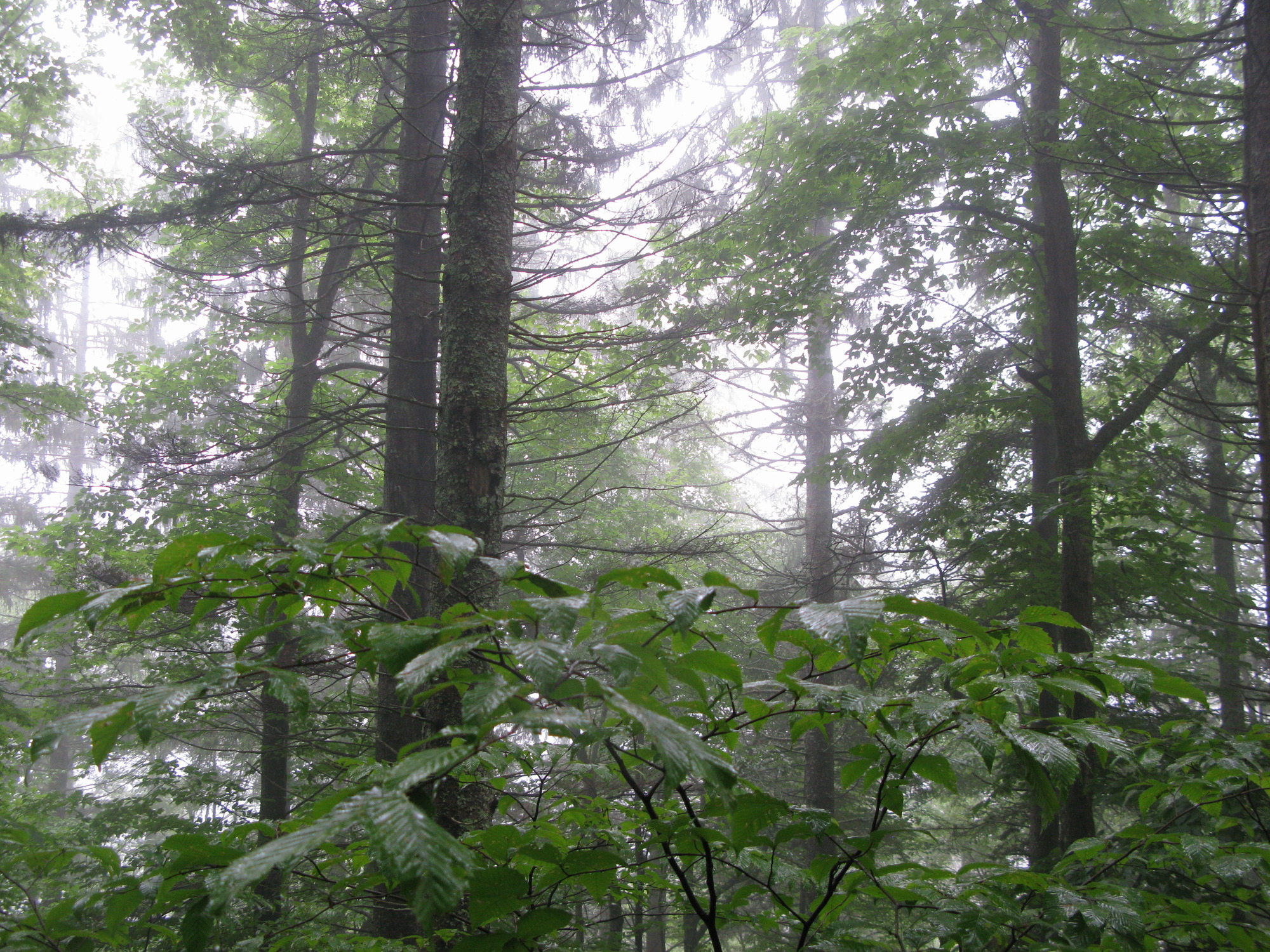 GRSM Accuracy Assessment. Plot Code: GRSM_AA_0103_6