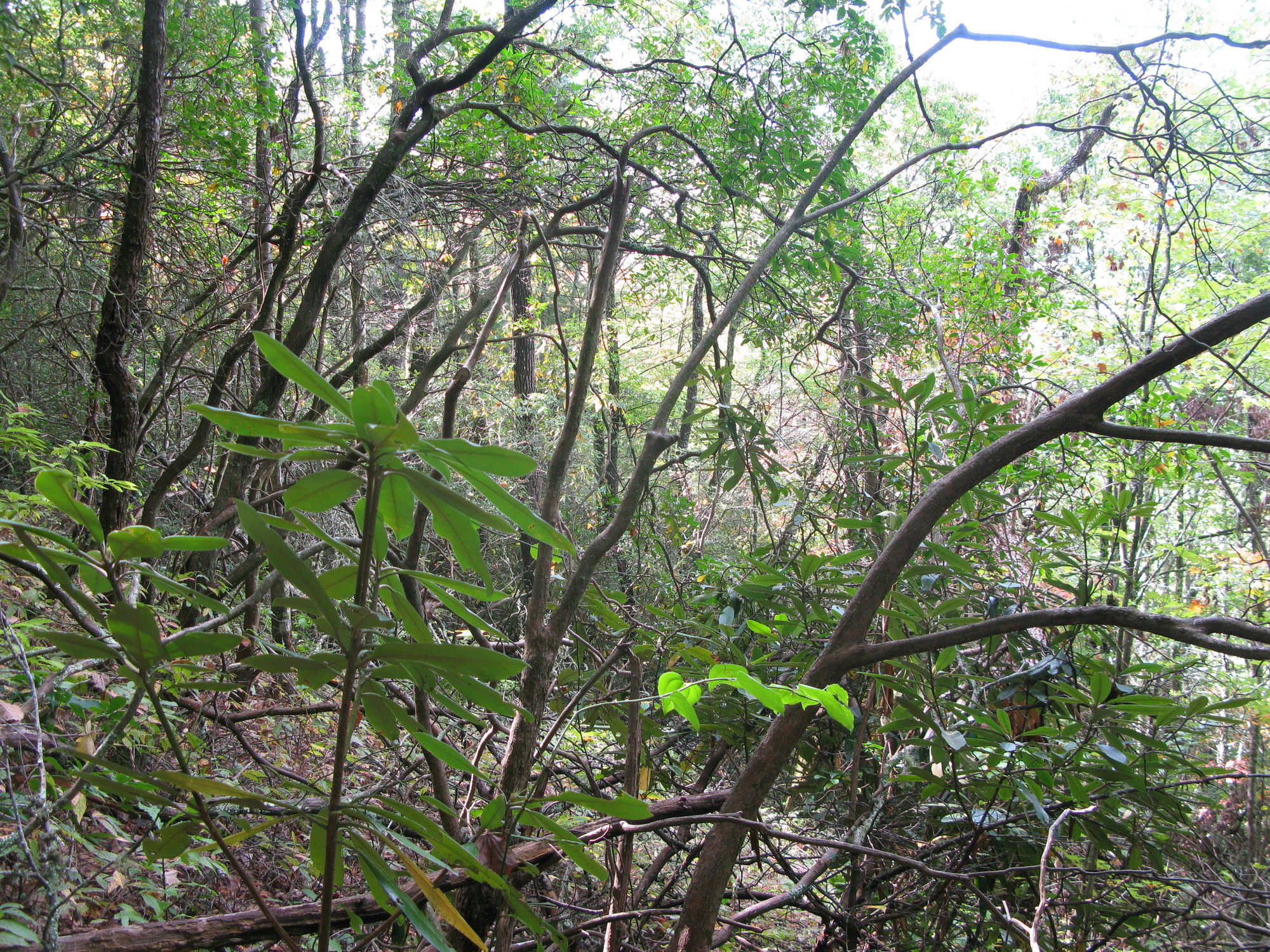 GRSM Accuracy Assessment. Plot Code: GRSM_AA_0268_6