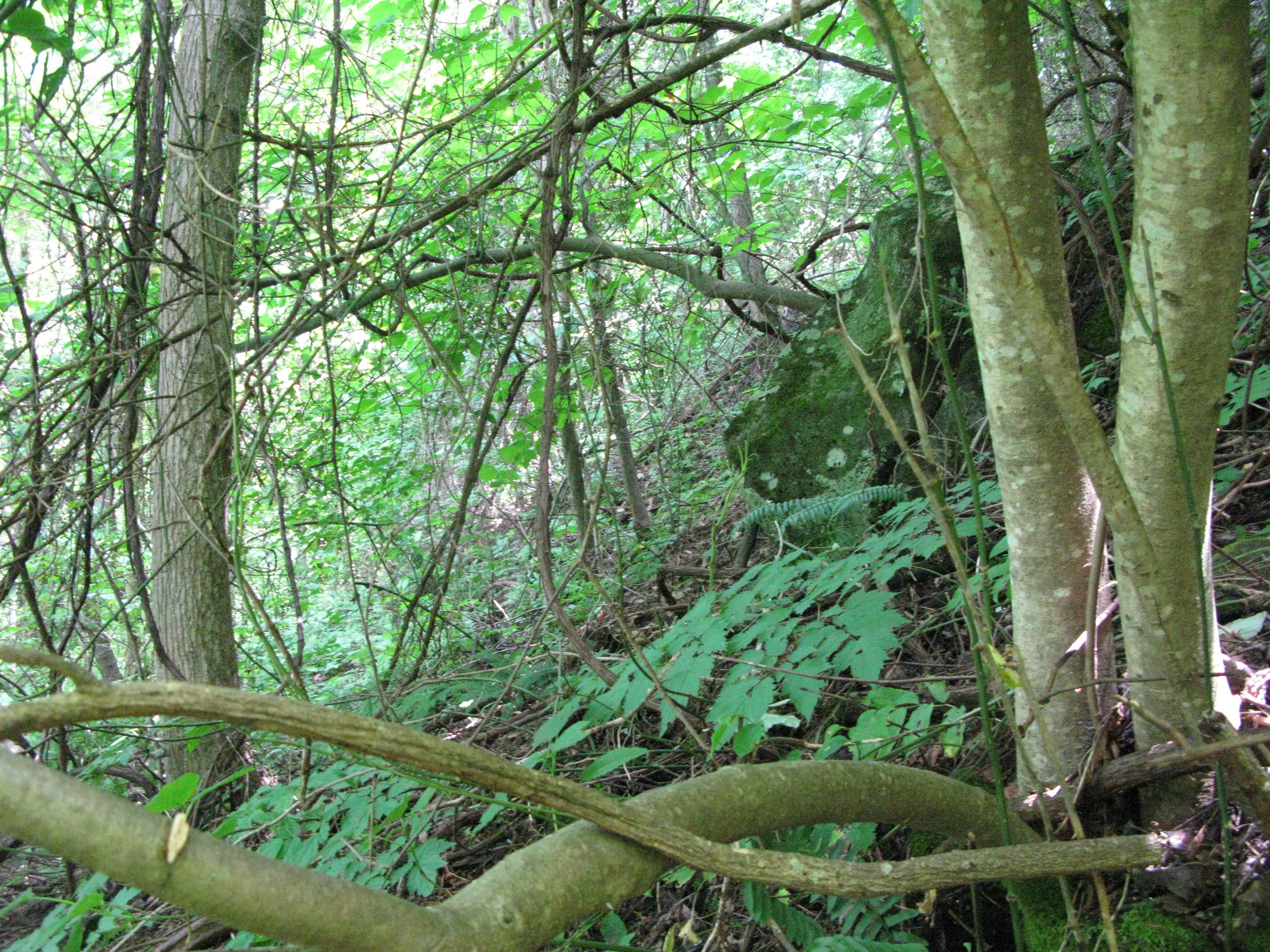 GRSM Accuracy Assessment. Plot Code: GRSM_AA_0972_3