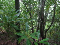 GRSM Accuracy Assessment. Plot Code: GRSM_AA_0041_6