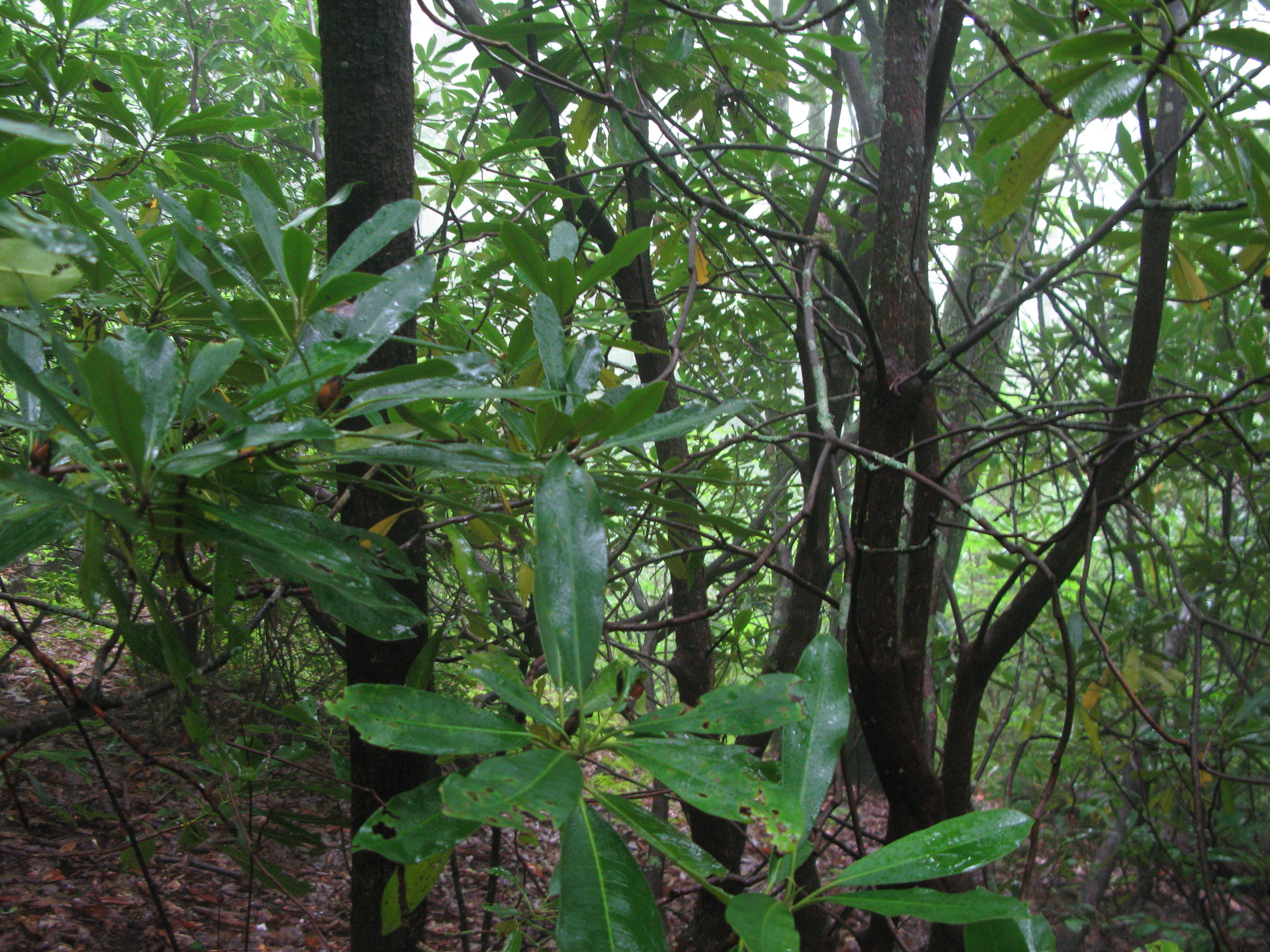 GRSM Accuracy Assessment. Plot Code: GRSM_AA_0041_6