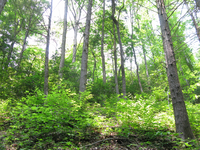 GRSM Accuracy Assessment. Plot Code: GRSM_AA_0974_2