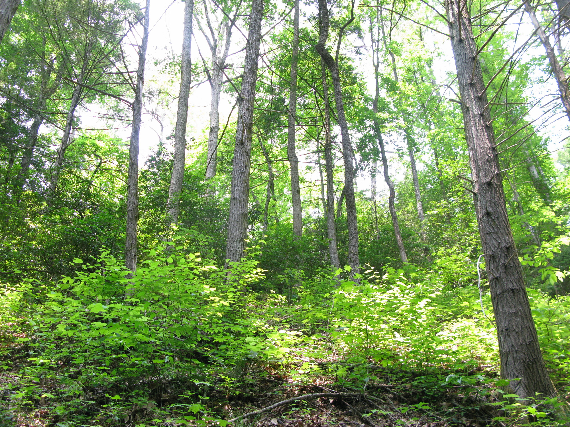 GRSM Accuracy Assessment. Plot Code: GRSM_AA_0974_2