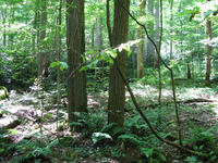 Plot Code: GRSM_AA_0573_4