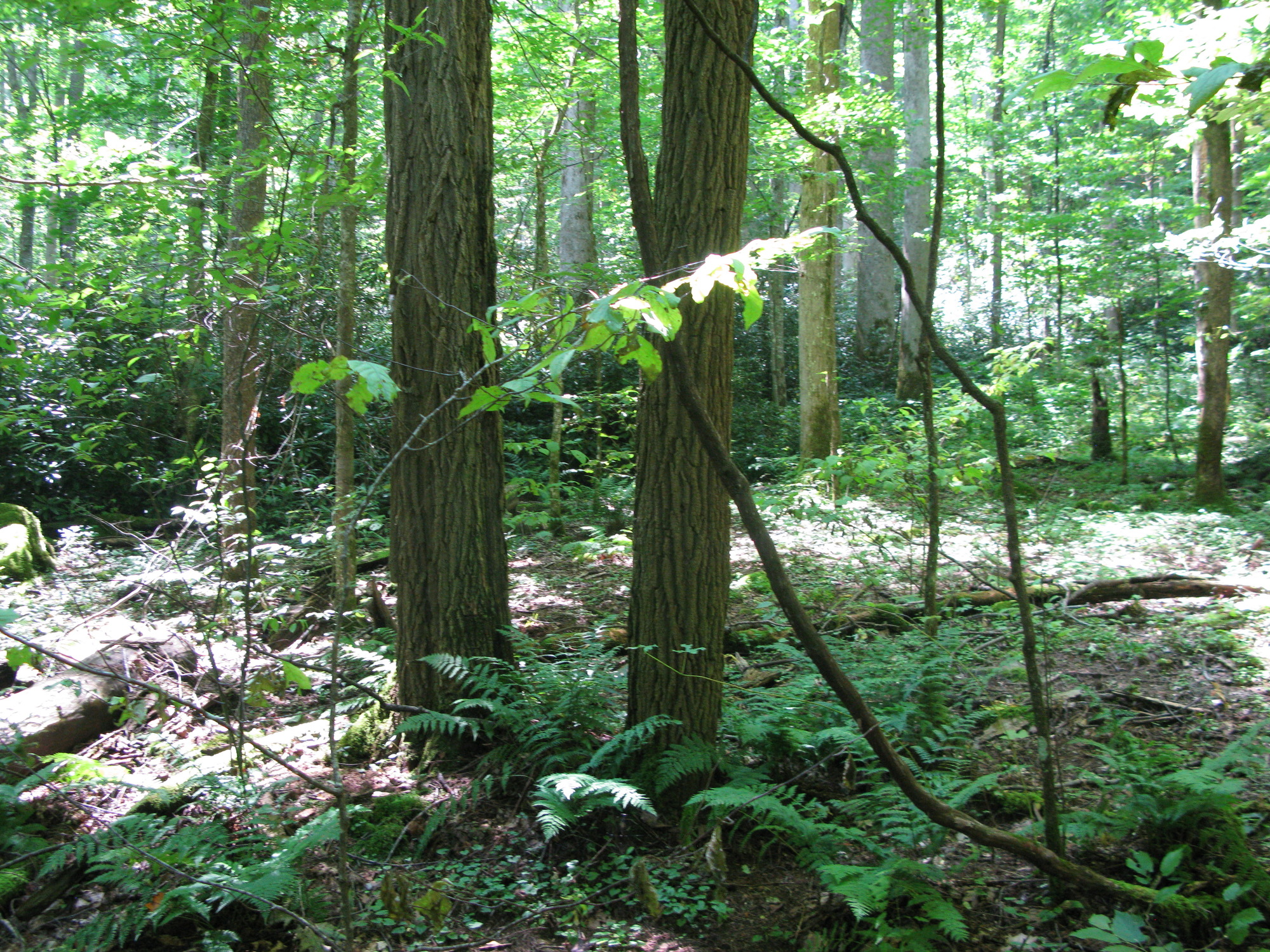 Plot Code: GRSM_AA_0573_4