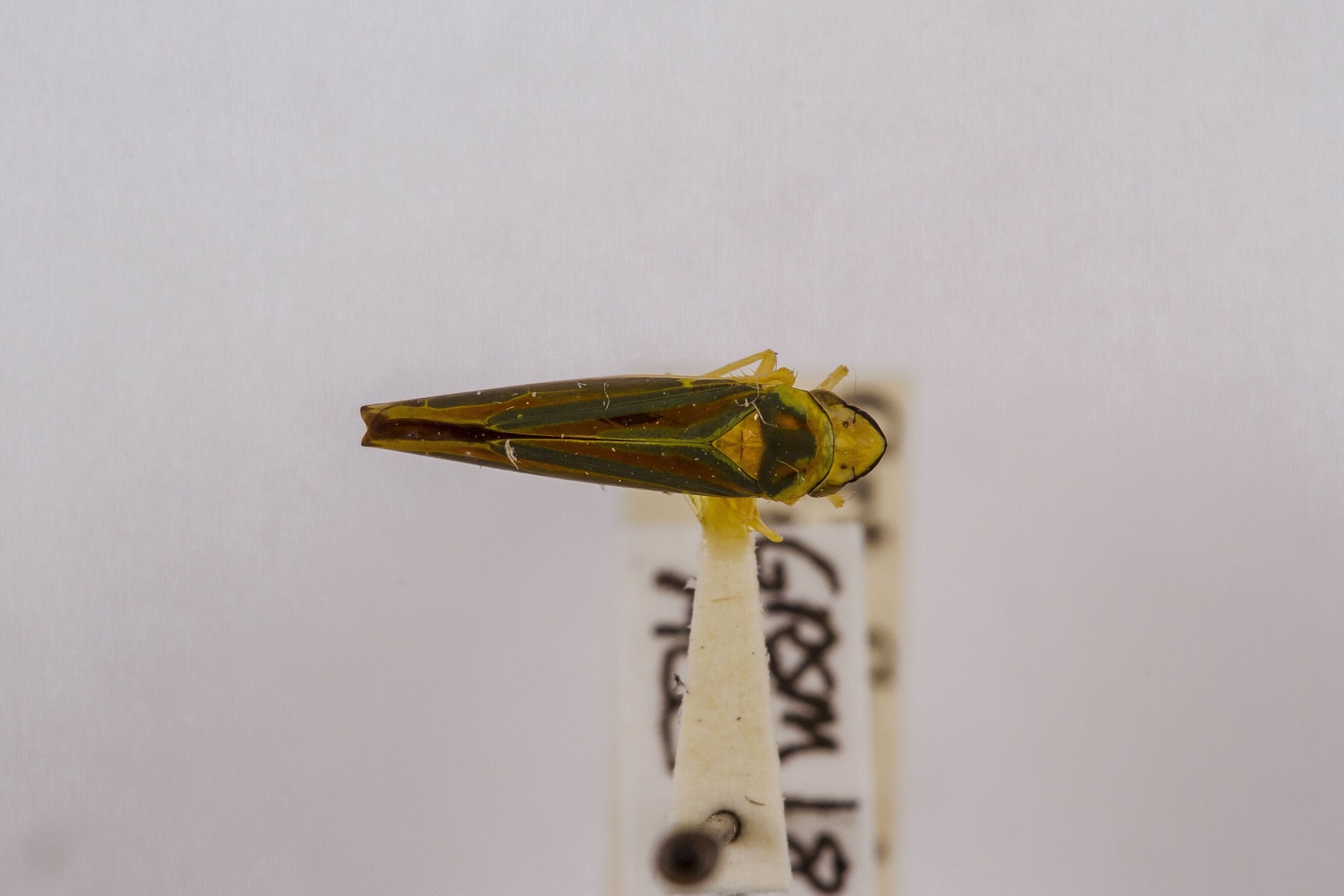 Image of Graphocephala coccinea, a species of Animalia