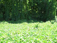 GRSM Accuracy Assessment. Plot Code: GRSM_AA_0918_4