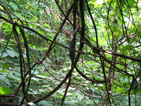 GRSM Accuracy Assessment. Plot Code: GRSM_AA_0972_5