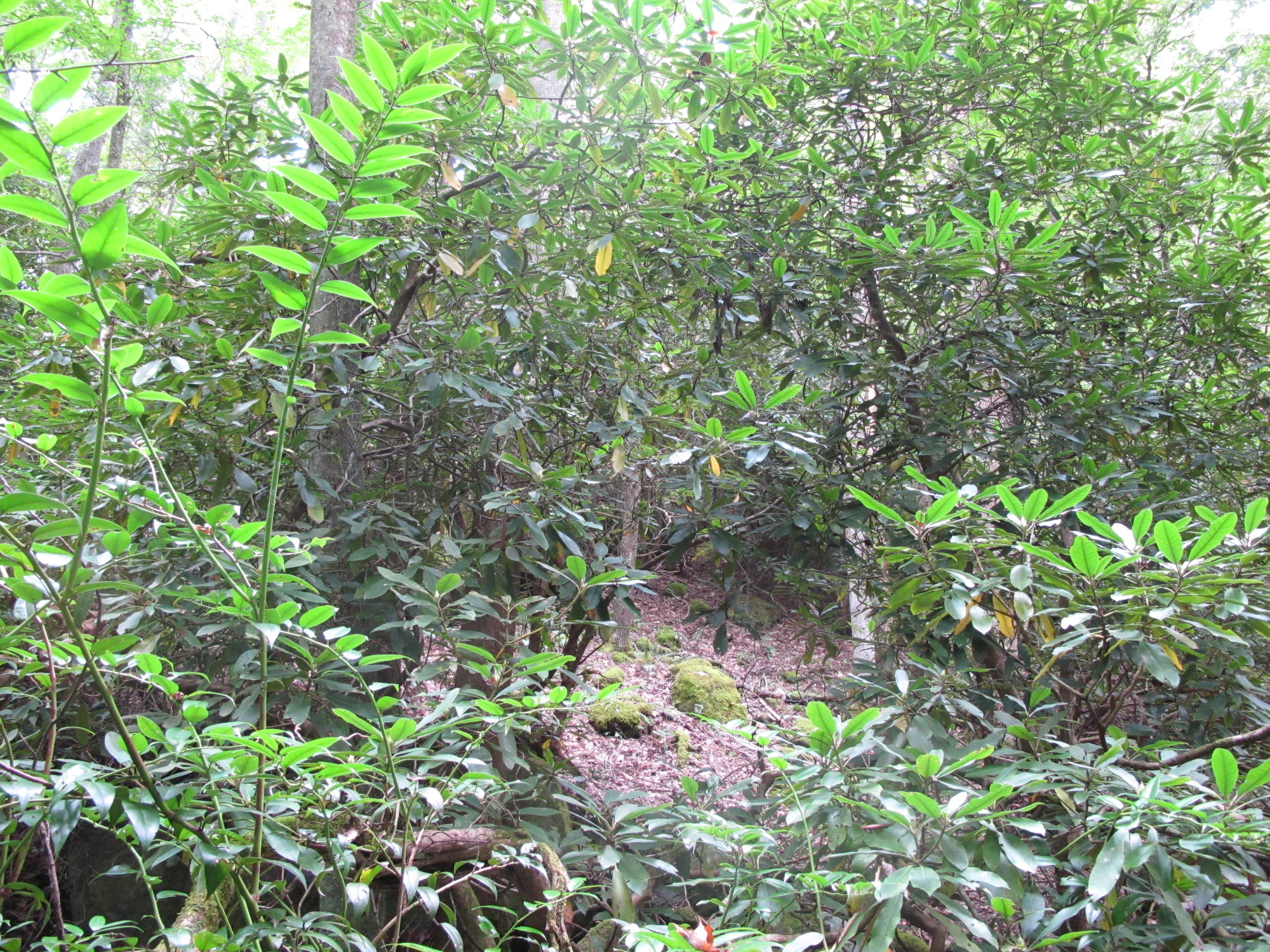 GRSM Accuracy Assessment. Plot Code: GRSM_AA_0199_6