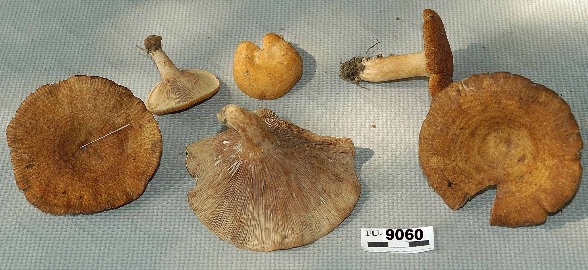 Image of Lactarius peckii, a species of fungi.