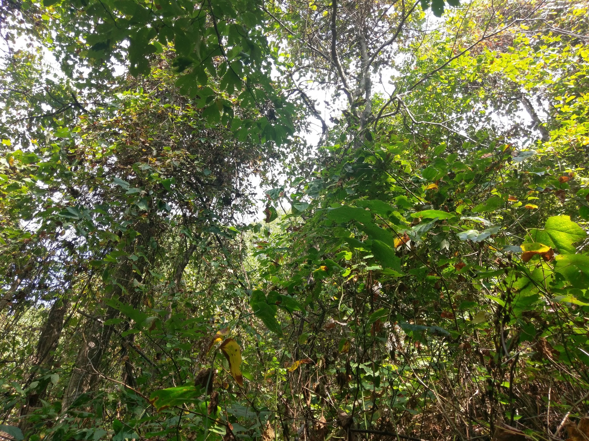 GRSM Accuracy Assessment. Plot Code: GRSM_AA_0936_6