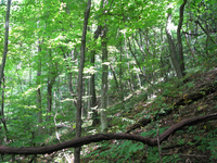 GRSM Accuracy Assessment. Plot Code: GRSM_AA_0950_3