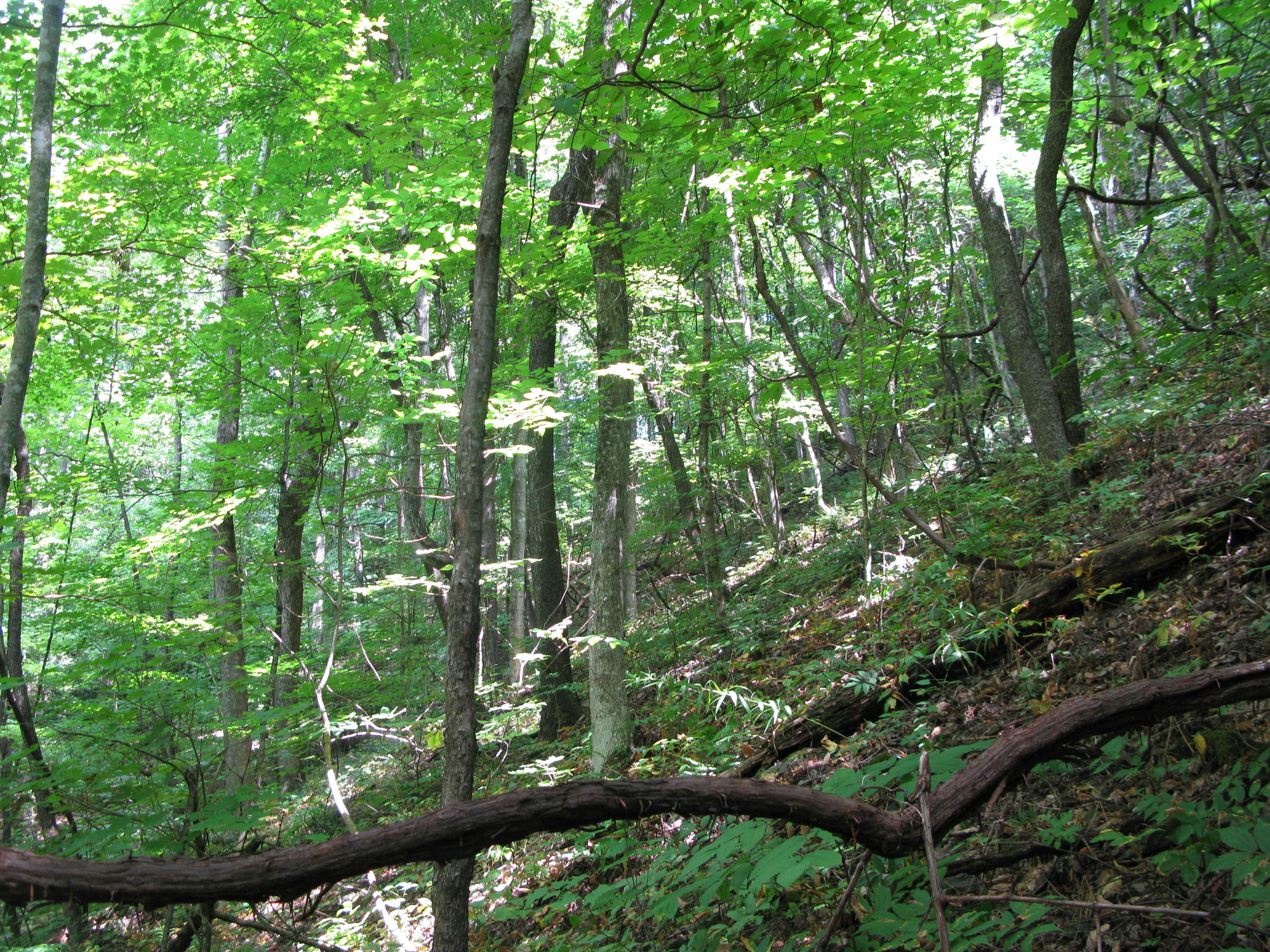 GRSM Accuracy Assessment. Plot Code: GRSM_AA_0950_3